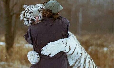 Befriending the Tiger: Exploring Resilience and Wellbeing on the Frontline